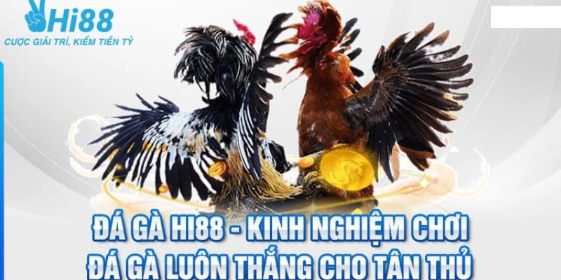 meo chinh phuc da ga hi88 dat bat mi boi cac cao thu