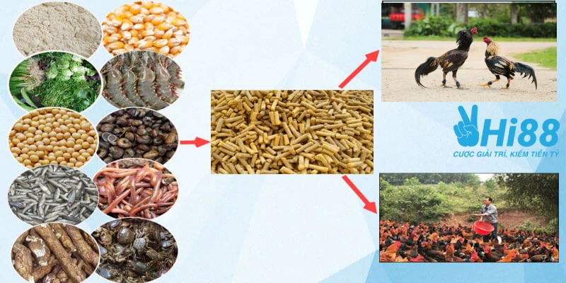 Cách Nuôi Gà Đá Chân Mạnh Đá Bách Phát Bách Trúng Hiệu Quả cach nuoi ga da chan manh dinh duong