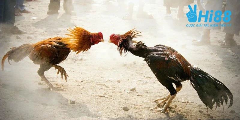 Cách Nuôi Gà Đá Chân Mạnh Đá Bách Phát Bách Trúng Hiệu Quả cach nuoi ga da chan manh loi ich