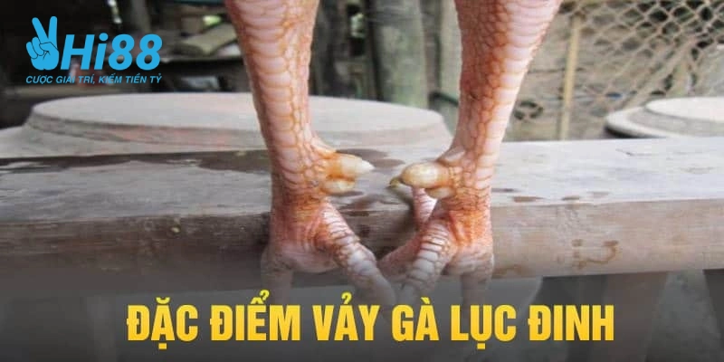 Vảy Gà Tài Là Gì? Kinh Nghiệm Chọn Đúng Thần Kê Đỉnh Cao Vảy gà tài lục đinh