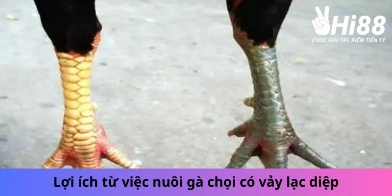 Vảy Lạc Diệp - Những Bí Ẩn Của Chiến Kê Lạc Diệp Bạn Chưa Biết Lợi ích từ việc nuôi gà chọi có vảy lạc diệp