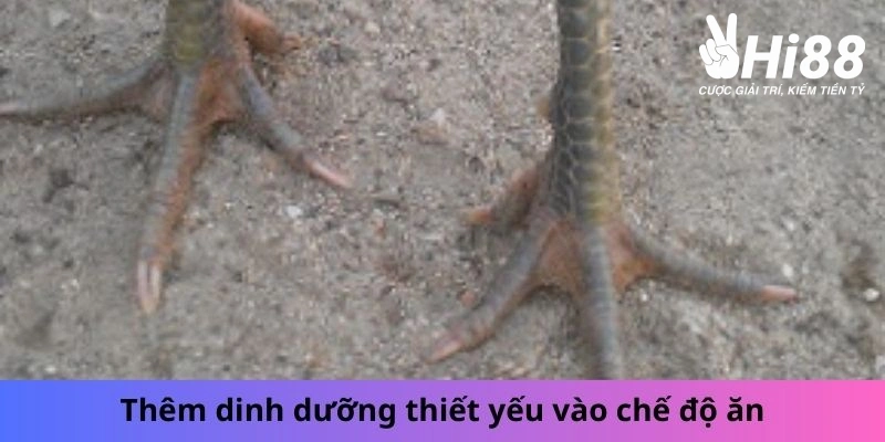 Vảy Lạc Diệp - Những Bí Ẩn Của Chiến Kê Lạc Diệp Bạn Chưa Biết Thêm dinh dưỡng vào thức ăn của gà có vảy lạc diệp
