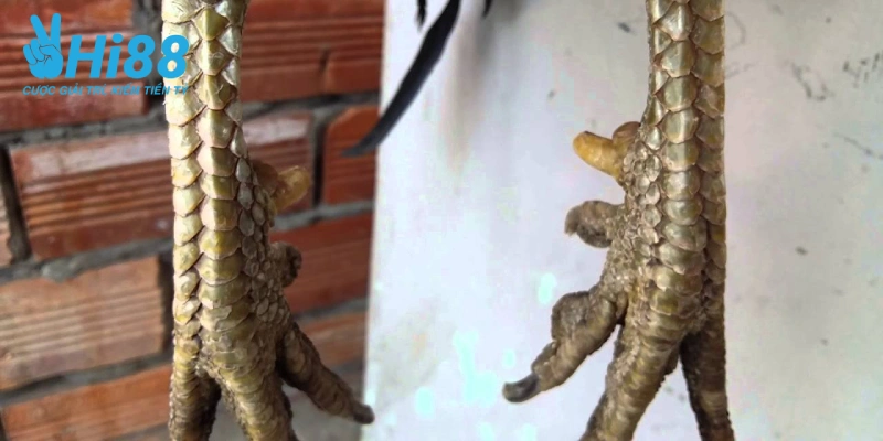 Vảy Nội Hoa Đăng - Loại Vảy Quý Mà Bao Sư Kê Theo Đuổi Vảy nội hoa đăng và các ưu điểm bạn cần biết